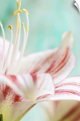 Close up of amaryllis flower.