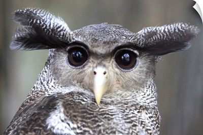 Close-up of an Eagle owl