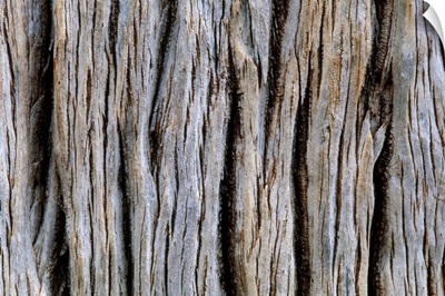 Close-up of bark, Kruger National Park, Mpumalanga Province, South Africa