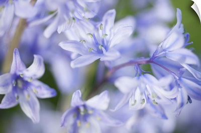 Close up of bluebells.