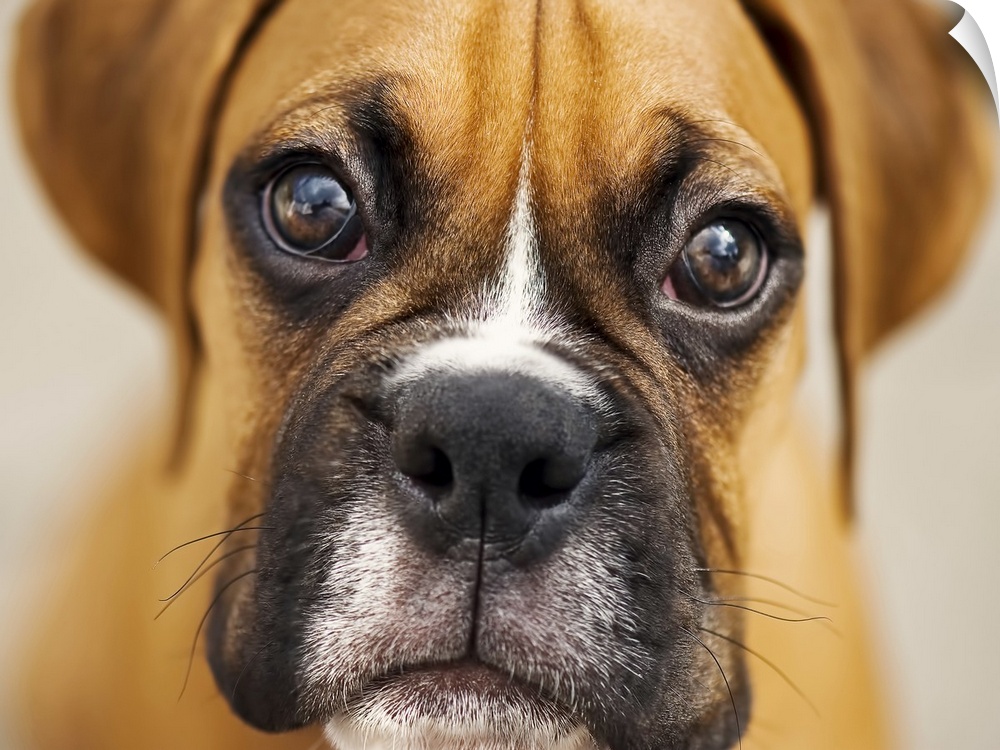 Close up of boxer puppy.