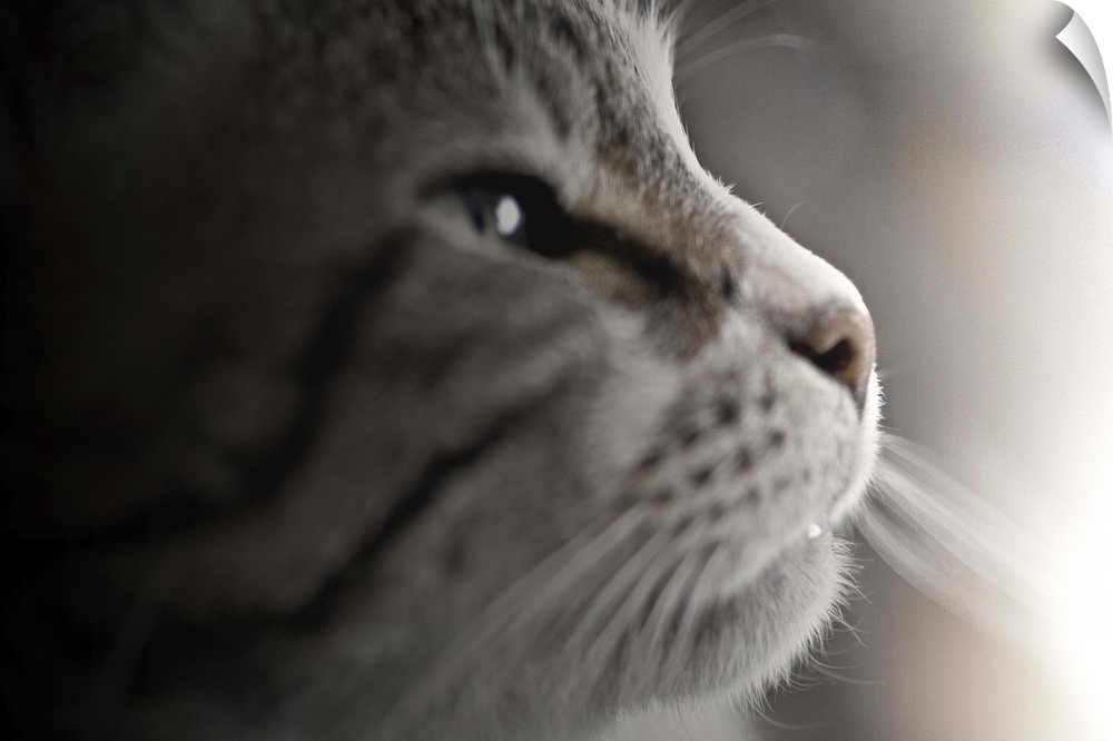 Close up of cat.