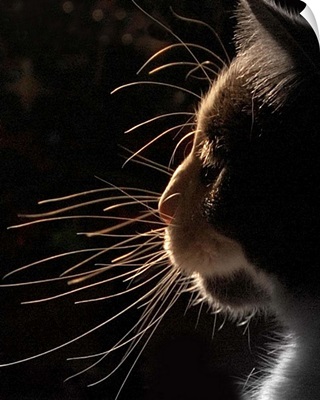 Close up of cat silhouette.