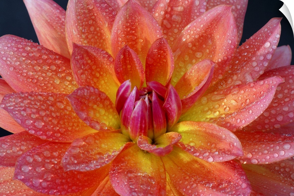 Close up of center of orange dahlia, Dahlia 'Firepot', with water drops on petals, on a black background.