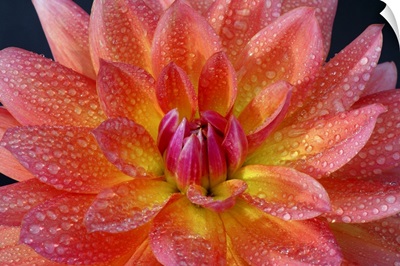 Close up of center of orange dahlia, with water drops on petals