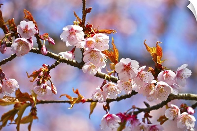 Close up of cherry blossom, with bokeh background.