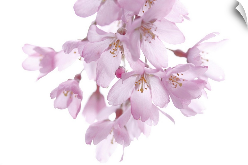 A cherry blossom branch hangs down and is photographed against a plain white background.
