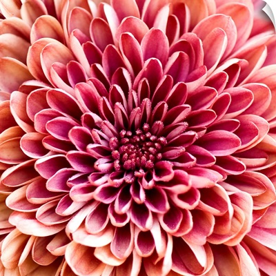 Close up of chrysanthemum.