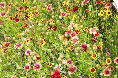 Close-up of colorful wild flowers in a field