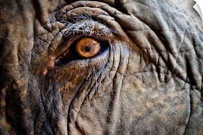 Close up of Elephant eye.