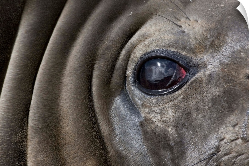 Close-up portrait of Elephant Seal (Mirounga leonina) resting on gravel beach on Prion Island.