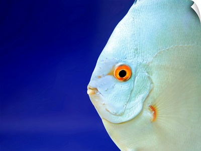 Close up of fish.