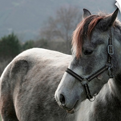 Close-up of Horse