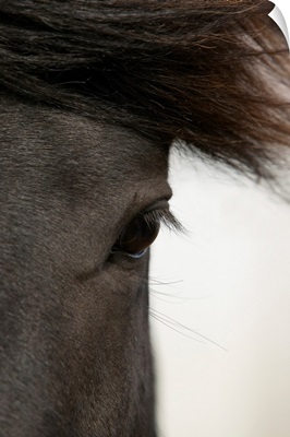 Close-up of  horse eye and hair