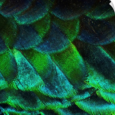 Close up of iridescent peacock feathers at zoo.