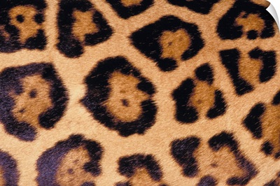 Close up of Jaguar fur