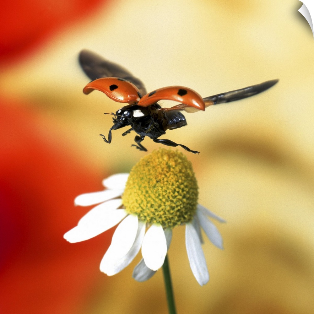 Close-up of ladybird flying over flower