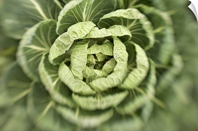 Close-up of lettuce