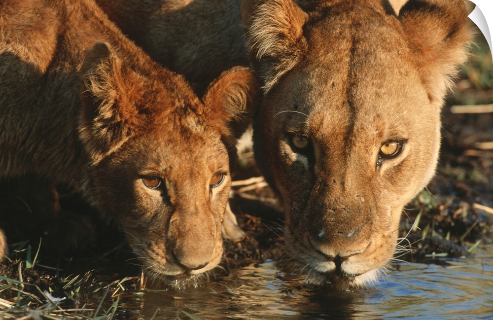 Close up of Lioness (Panthera leo) and cub drinking. Moremi Wildlife Reserve, Botswana.