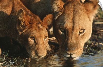 Close up of Lioness and cub drinking. Moremi Wildlife Reserve, Botswana.
