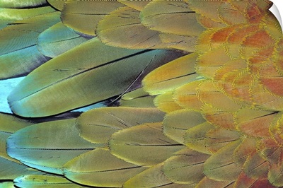 Close up of Macaw feathers