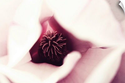 Close up of magnolia blossom.