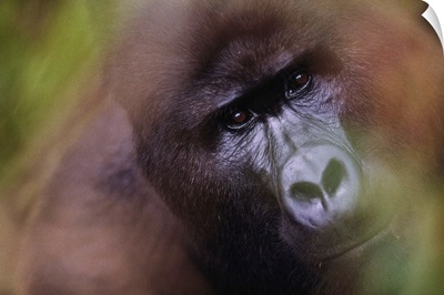 Close-Up Of Mountain Gorilla