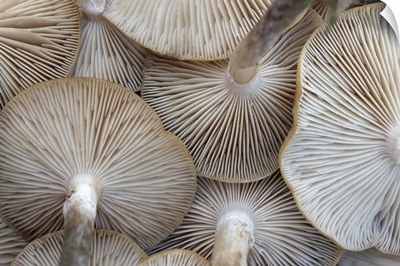 Close up of mushrooms from underneath.