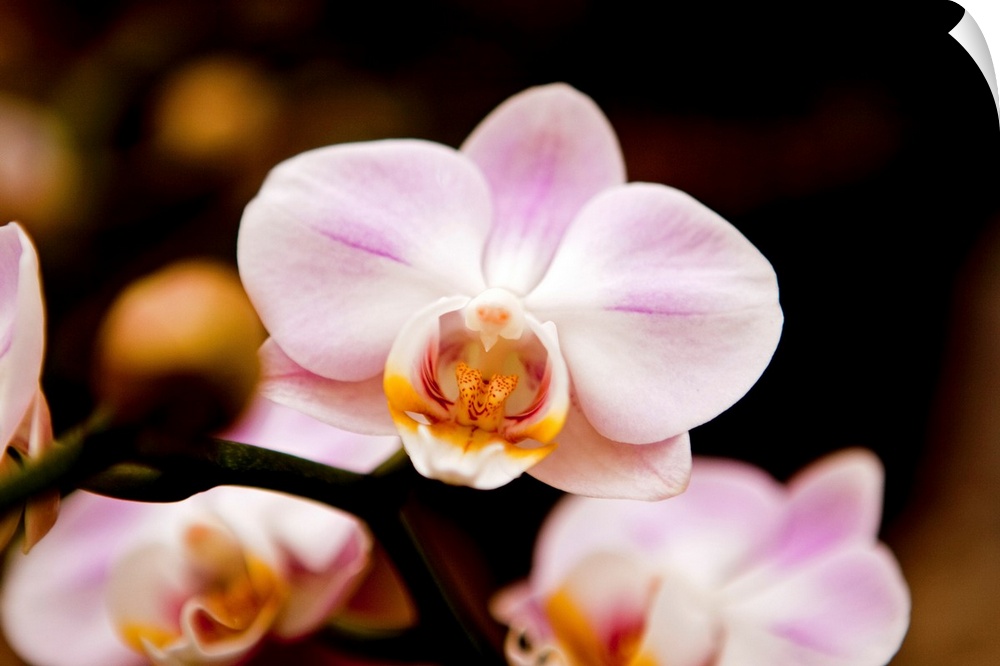 Close up of Orchid flower against dark background.
