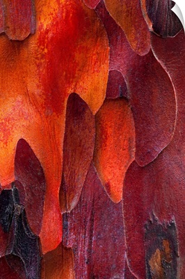 Close-up of Pacific Yew Bark