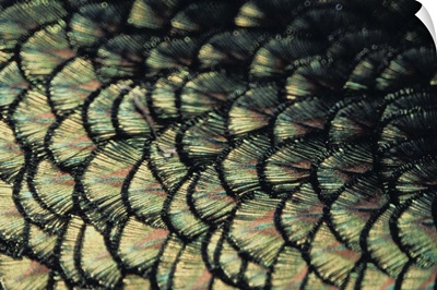 Close up of Peacock Feather