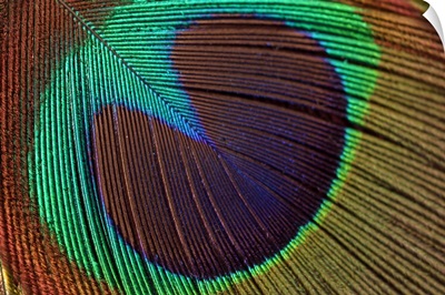Close up of Peacock feather