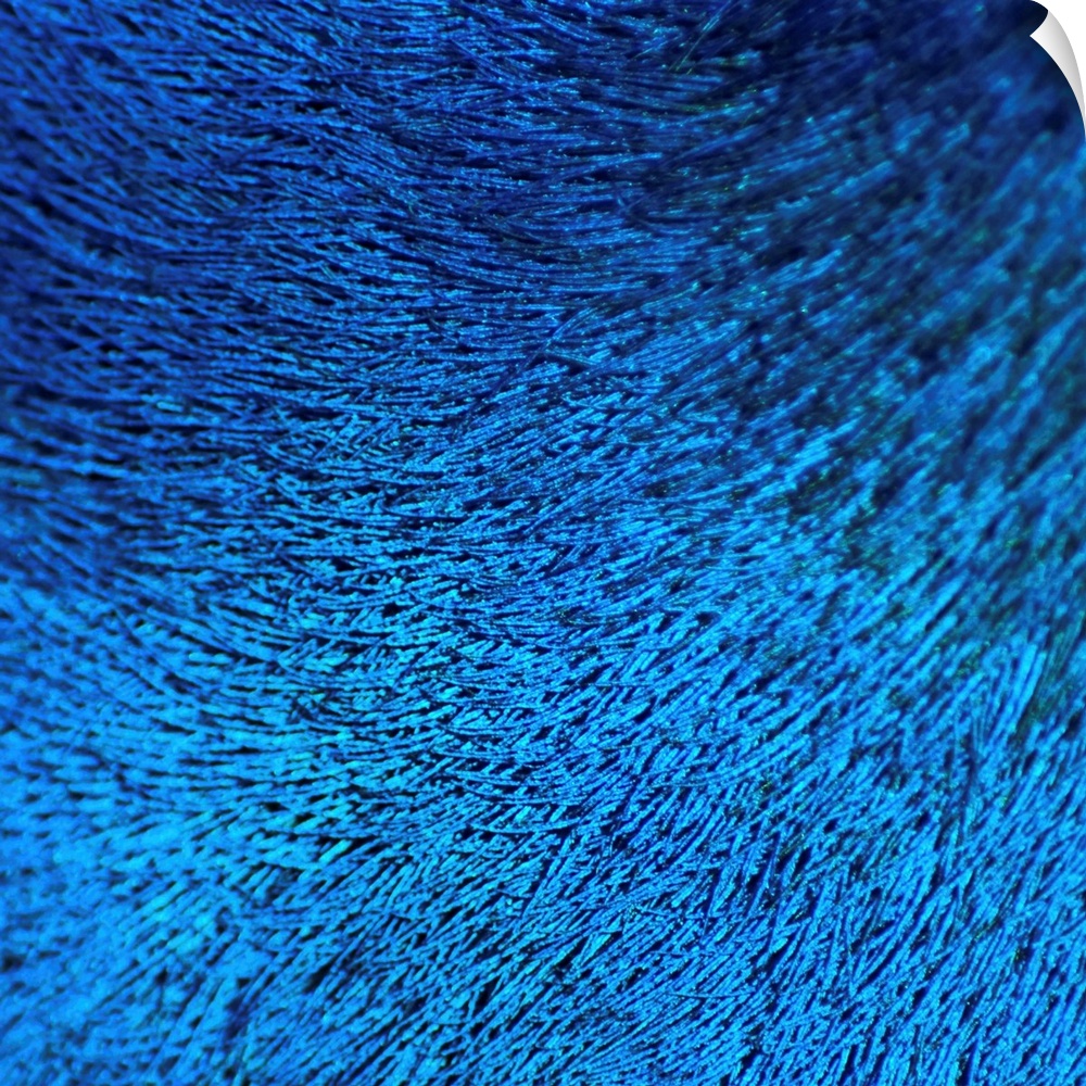 This photograph is zoomed in very closely of a peacocks feather so that you only see a blue color.
