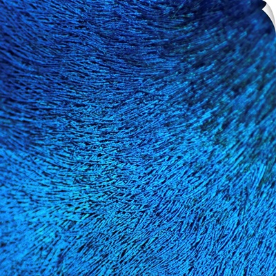 Close up of peacock feather at zoo.