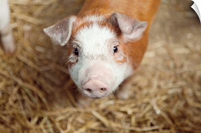Close up of piglet