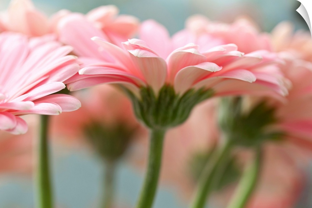 Close-up of pink gerbera daisies.