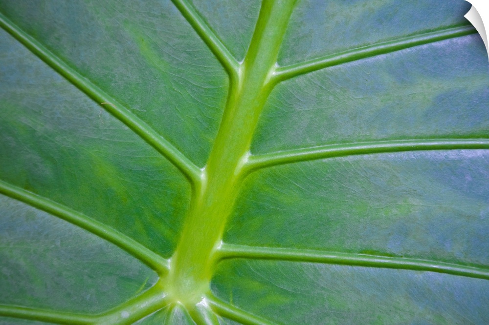 Wall docor of a leaf up close showing detail.