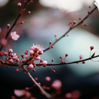 Close-up of plum blossoms.