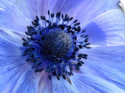 close up of purple poppy anemone.