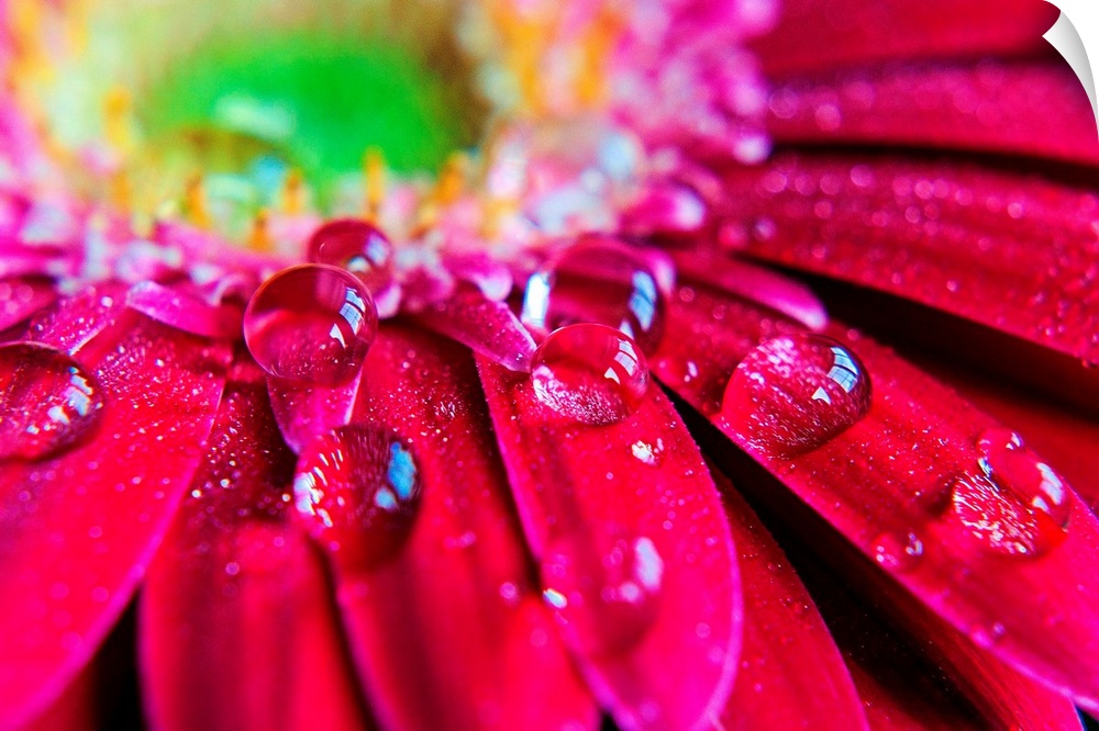 Giant horizontal close up photograph of many droplets of water resting on the petals of a vibrant gerbera daisy.