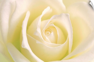 Close-Up Of Rose