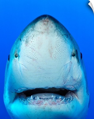 Close up of shark.