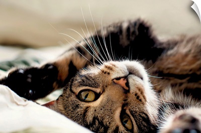 Close up of tabby cat rolling on its back.