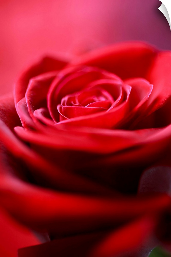 A macro, close up of the interior of a Red Rose, created with a background of red Thai Silk.