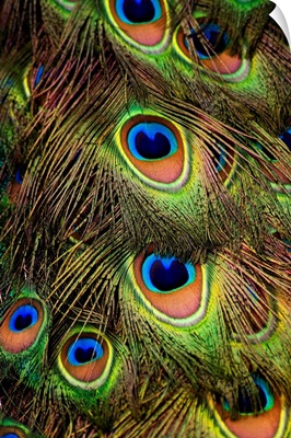 Close-up of the tail feathers of an Indian Peacock