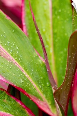 Close-Up Of Ti Leaves, Hawaii
