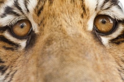Close-up of Tiger's eyes