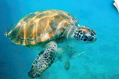 Close up of two sea turtles in Caribbean, Barbados, West Indies.