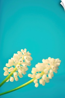 Close up of two white muscari flowers on bright light blue background.