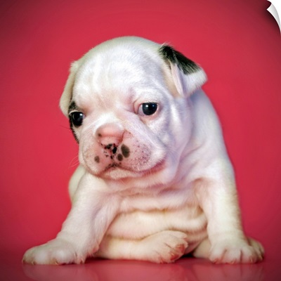 Close up of white bulldog puppy sitting on pink background.